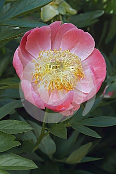 Coraln Gold Fay peony flower photo