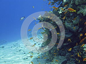 Coralreef in the Red Sea