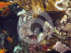 Coralreef in the Red Sea