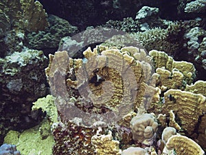 Coralreef in the Red Sea.