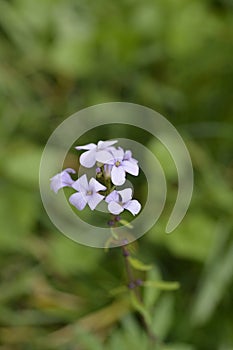 Coralroot bittercress