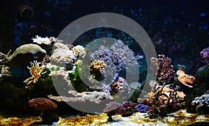 Corals photo