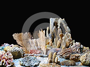 Corals photo