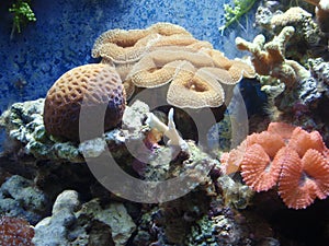 Corals photo