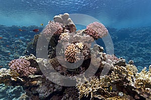 Corals