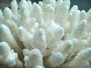 Corals