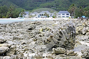 Corals against Muri Lagoon Rarotonga Cook Islands