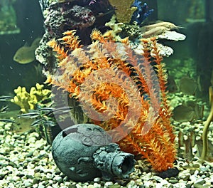 Corals, algae and jug, aquarium