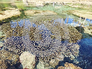 Corals  of andaman    under shallow  sea water