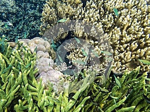 Corals, anemones, green fishes, underwater garden, South Pacific Ocean. Small blue green Damsels, beautiful underwater world