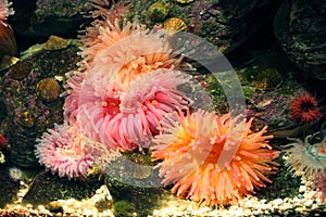 Coralli acquario 