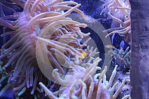 Corals in the aquarium. Reef inhabitants