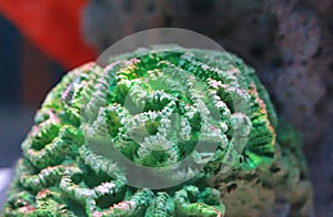Corals in aquarium tank
