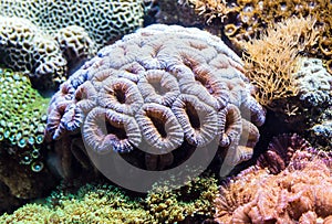 Corals in aquarium