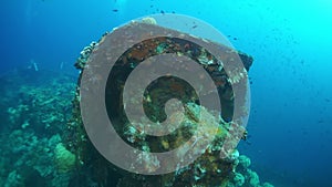 Corals on battle gun of sunken ship wreck in underwater Truk Islands.