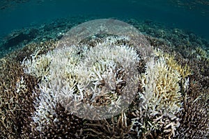 Coral Bleaching in the Tropical Pacific photo