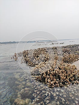 Corals bulge out when low tide hit