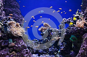 Corals and clown fishes