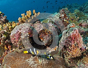 Corals compatible with fishes, black white with yellow stripes