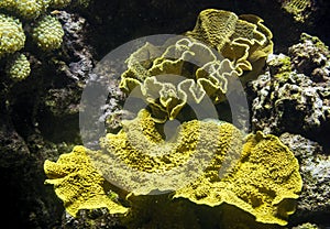 Corals with detailed polyp structures growing on rocks