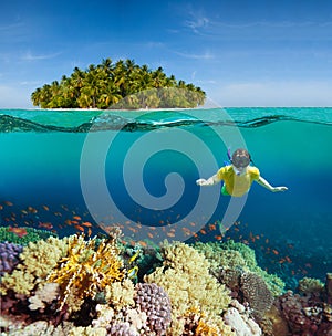 Corals, diver and palm island