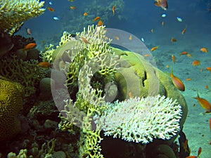 Corals and fish photo