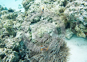 Corals and Fish Diversity in Shallow Reef