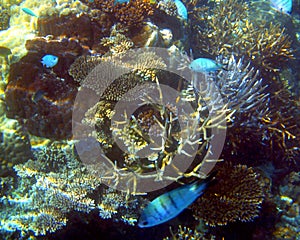 Corals and fish, Great Barrier Reef, Australia