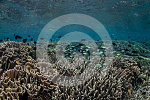 Corals and Fish in Shallows photo