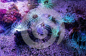 Corals and fluorescent plants on the ocean sand
