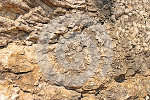 Corals fossil