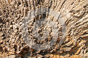 Corals fossil