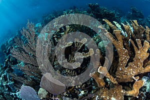 Corals and Gorgonians Growing in Caribbean