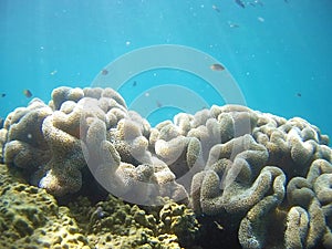 Corals in the Great Barrier Reef, Australia