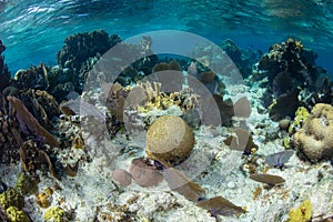 Corals Growing on Shallow Caribbean Reef