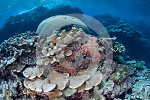 Corals Growing in Shallows photo