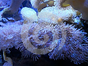 Corals growing in the water tank