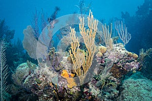 Corals photo