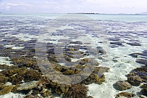 Corals at Low Tide