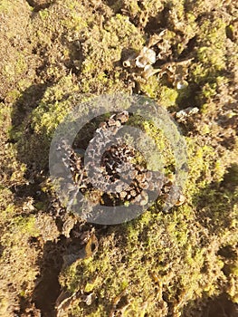 Corals at low tide sea