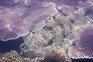 Corals & Marine Life