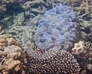 Corals & Marine Life