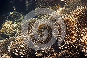 Corals & Marine Life