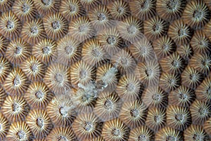 Corals in reproduction