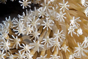 Corals in reproduction photo