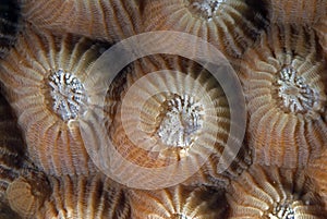 Corals in reproduction