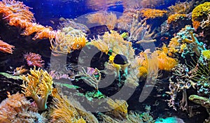 Corals, sea anemones and tropical fish in a marine aquarium photo