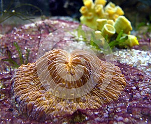 Corals in sea aquarium