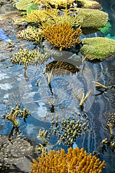 Corals in sea aquarium, with water low - some surfaced on air. photo