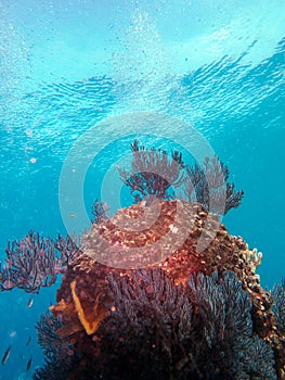 Corals at Sea of Cortez